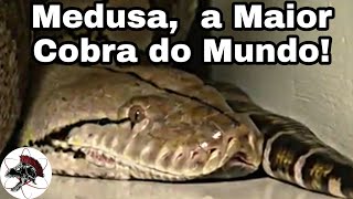 Medusa a Maior Cobra do Mundo  Biólogo Henrique o Biólogo das Cobras [upl. by Hector855]