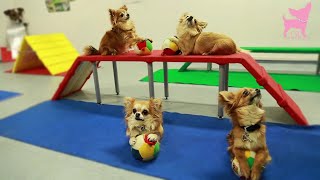 Cute Chihuahua Dog Tricks and Agility [upl. by Backler294]