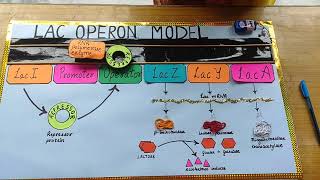 lac operon modelproject idea 12th classbiology project [upl. by Oninrutas]