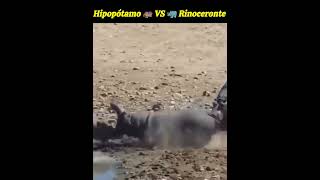 Hipopótamo vs Rinoceronte [upl. by Lednik]