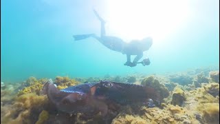 Whyalla SA 2024  Giant Cuttlefish Dive [upl. by Nedmac]