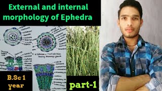 Ephedra External and internal morphology Anatomy of Ephedra [upl. by Dulsea913]