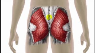 Trigger Point Therapy  Gluteus Maximus [upl. by Kalle]