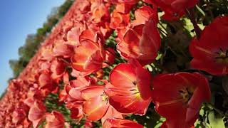 Red Tulips on a Sunny Day in the Netherlands [upl. by Anin]