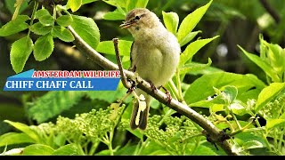 Chiffchaff chirping in spring chiffchaff singing bird song [upl. by Alejoa]