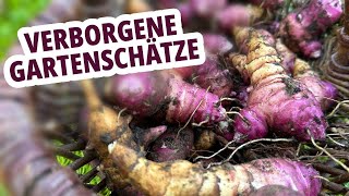 Verborgene Gartenschätze Knollenziest Erdmandel Topinambur  Tomatenzauberde [upl. by Xeno]