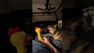 German Shepherd dog howling at rubber chicken [upl. by Adalai]