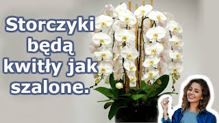 A twoja orchidea zakwitnie przez cały rok 7 ważnych sekretów pielęgnacji storczyków [upl. by Maryn]