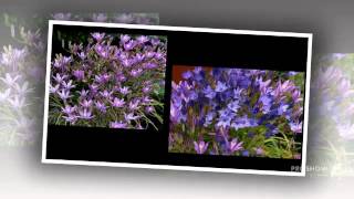 Brodiaea  garden plants [upl. by Magdalene489]