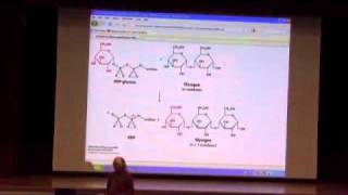 Glycogen Metabolism II [upl. by Cohbath612]