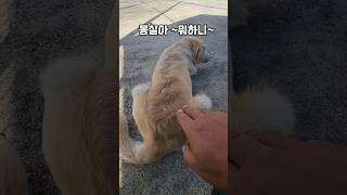 먹느라 정신없는 와중에 배에 손을 대면 남해 리트리버 몽실이 장난감놀이 간식 goldenretriever [upl. by Ecinev900]