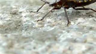 Auf der Mauer auf der Lauer sitzt ne kleine Wanze  Kindermusik [upl. by Gladine26]