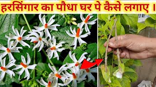 पारिजात की कटिंग लगाने का तरीका  Parijat ki kating kaise lagaye  Harsingar plant kaise lagaen [upl. by Yetta972]