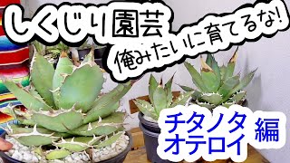 【チタノタ・オテロイ編】アガベにやっちゃダメなこと５つ【しくじり園芸】 [upl. by Paulo215]