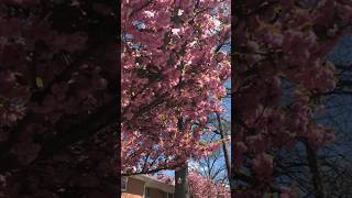 Cherry Blossoms Natures Pink Petals ytshorts shortsfeed viral [upl. by Leela773]