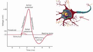 012 The Absolute and Relative Refractory Periods [upl. by Jarin]