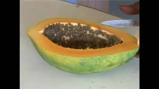 Papain extraction from papaya fruits [upl. by Ratha]