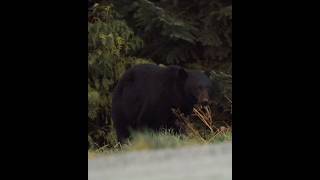 Animal Bear Deer amp Lumur please follow me for wildlife videos bear deer lumur animals shorts [upl. by Gilroy]