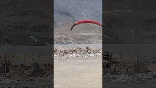 Paramotor Landing paragliding [upl. by Trawets299]