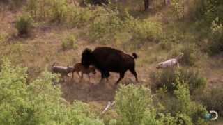 Bison and Her Calf Battle Wolves  North America [upl. by Chiquita682]