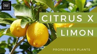 COMMENT ENTRETENIR UN CITRONNIER [upl. by Litton]