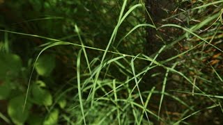 Amazing Native plants Garika Bermuda GrassCynodon dactylon [upl. by Ahsemik]