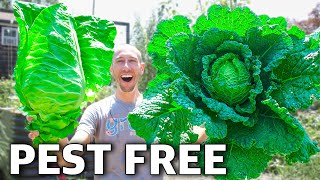 How to Grow Cabbage Complete Growing Guide [upl. by Clovis481]