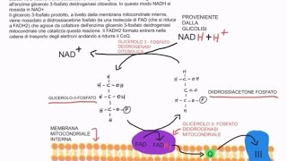 CORSO DI BIOCHIMICA  LEZIONE 20 DI 47  TRASPORTI MITOCONDRIALI  VIA DEI PENTOSO FOSFATI  PARTE 1 [upl. by Lotty]