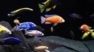 Matts African Cichlid tank new sand [upl. by Akyssej]