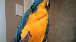 Mozart The Talking Macaw Parrot [upl. by Elsinore]