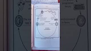 Hymenolepis Nana life cycle DSLab technician youtubeshorts [upl. by Lorimer]