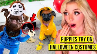 I Bought my PUPPIES the CRAZIEST Halloween Costumes THEY TRY THEM ON [upl. by Lib]