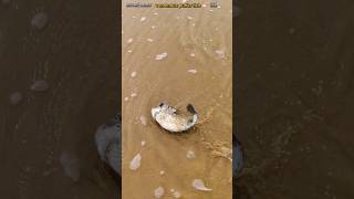 Rescue mission saving most venomos puffr fish returned to sea life saving shorts [upl. by Corydon564]