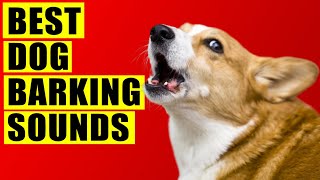 Dogs Barking Sounds Compilation See How Your Dog REACTS 15 Breeds Loud Dog Barking Sound Effect [upl. by Allemrac]