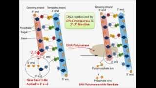 DNA Replication Repair and PCR [upl. by Eldrida]