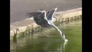 GOSLINGS ATTACKED by HERONS CROWS and SEAGULLS [upl. by Raffaj]