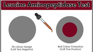 Leucine Aminopeptidase Test LAP Test  Biochemical Test  Microbiology Laboratory Practical [upl. by Nimra]