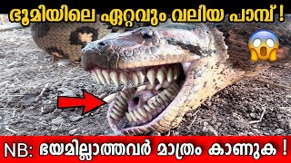 🔴 Titanoboa Snake  King Of Snakes  Malayalam  ഇവൻ്റെ മുമ്പിൽ Anaconda വെറും പുഴു Storify [upl. by Arturo]