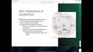 Chlamydia Trachomatis [upl. by Notla910]