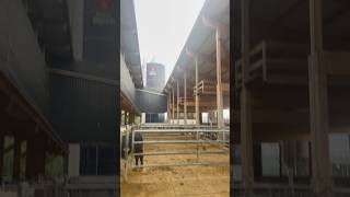 Bâtiment un peu spécial 🐄 agriculture taureaux batiment suisse [upl. by Kilam50]