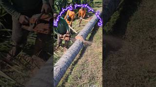 Pohon kelapa di tepi parit coconuttree woodworking ninjatree [upl. by Hogg292]