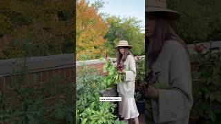 Fall morning container garden harvest balconygarden garden gardening containergardening [upl. by Hawk]