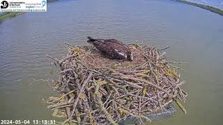 Manton Bay Osprey 5 May 2024 Maya removes an egg from the nest [upl. by Natalina]