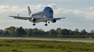 ✈ A300600ST Airbus Transporter Beluga 5 Landing at Hamburg Finkenwerder [upl. by Thamora79]