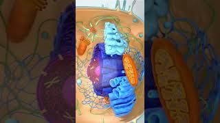 3d animation cell structure😍shorts youtubeshorts cell [upl. by Inram477]