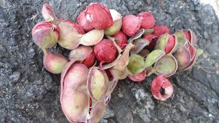 CORTANDO GUAMUCHILES EN MI RANCHO 🌿 [upl. by Haida]