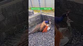 Peacocks 🦚 🦚 Mating shorts viralvideo mating peacock [upl. by Ilrahs607]