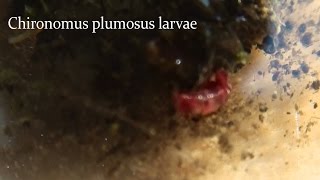 Chironomus plumosus larvae [upl. by Ekram]