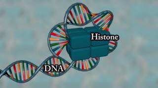 Chromosome structure  Medical animation [upl. by Yvan]