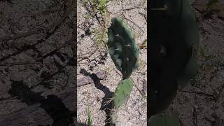 Wild Cacti Plants in Florida hiking outdoors shorts [upl. by Laamak412]